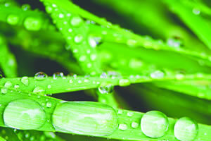 Dew on grass